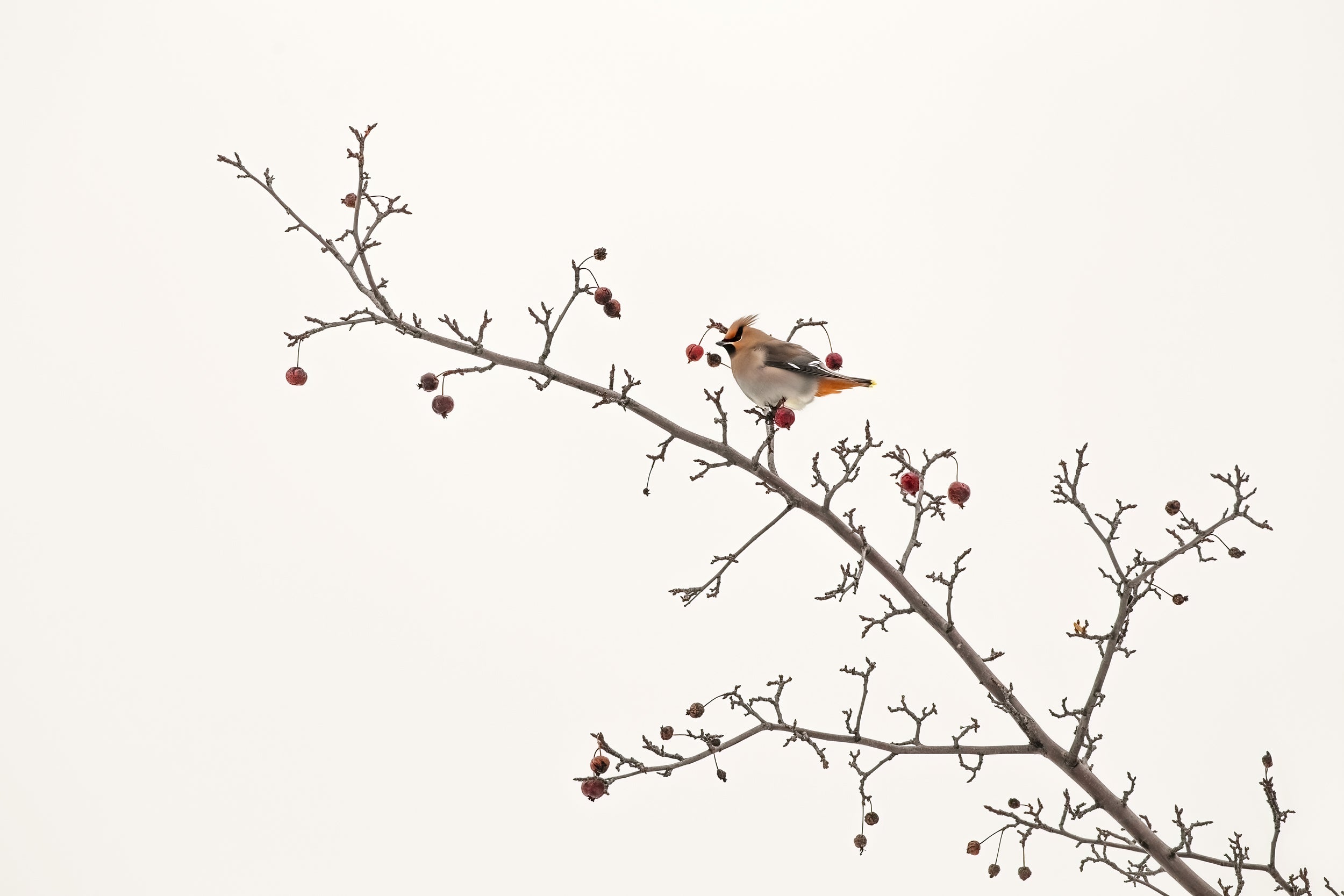 Oiseaux variés - Hiver 023