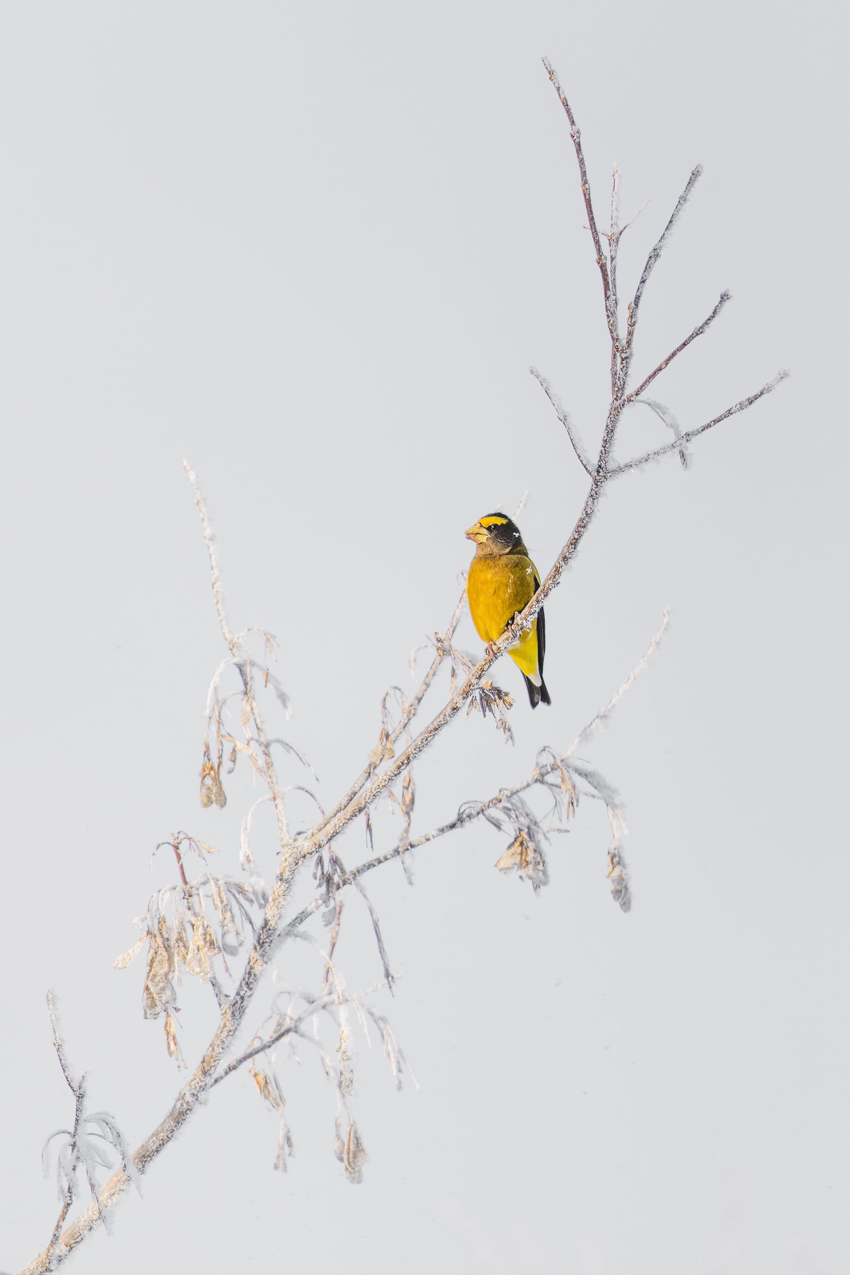 Oiseaux variés - Hiver 024