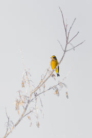 Oiseaux variés - Hiver 024