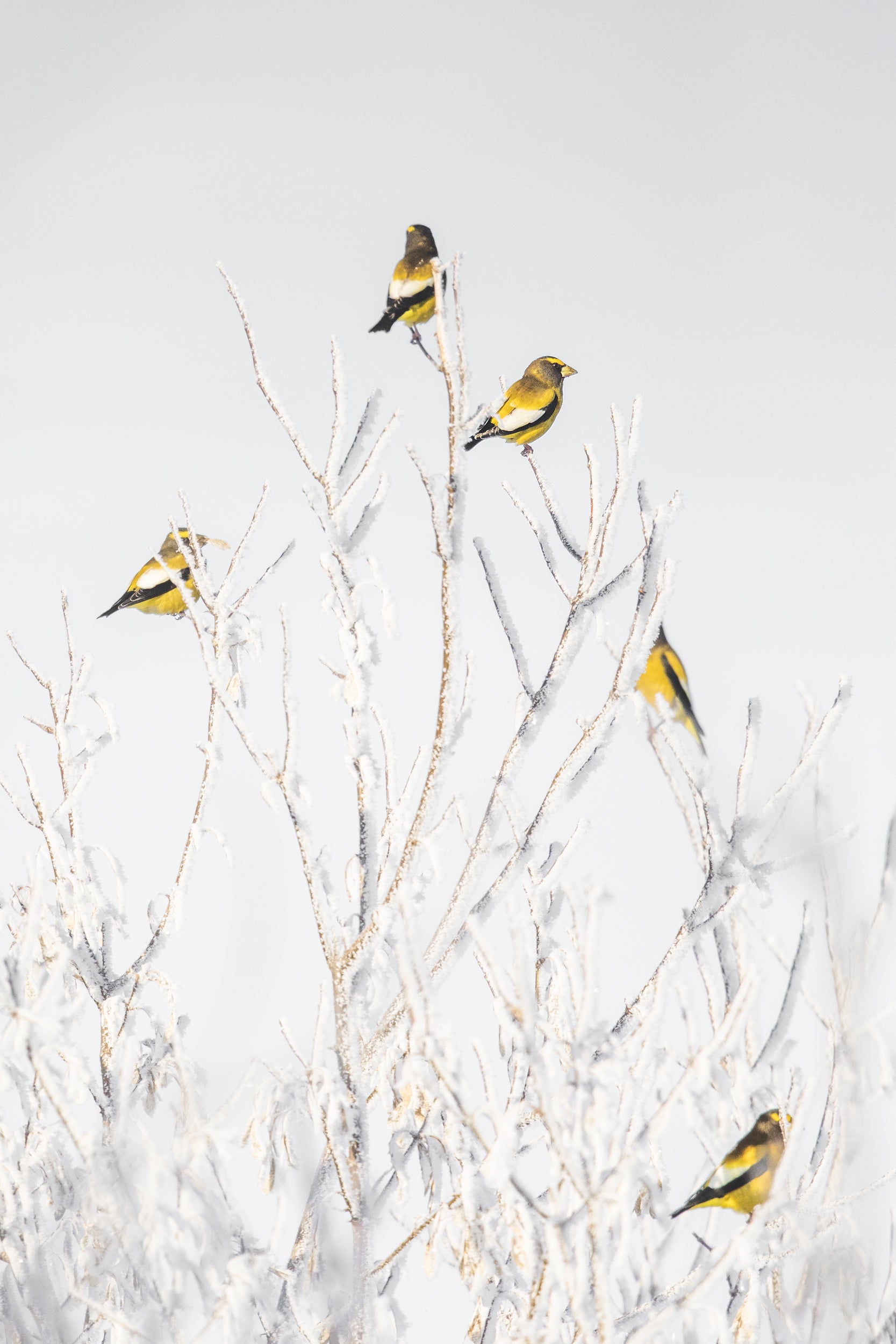 Oiseaux variés - Hiver 025