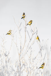 Oiseaux variés - Hiver 025