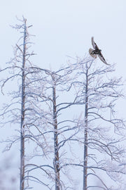 Oiseaux variés - Hiver 030