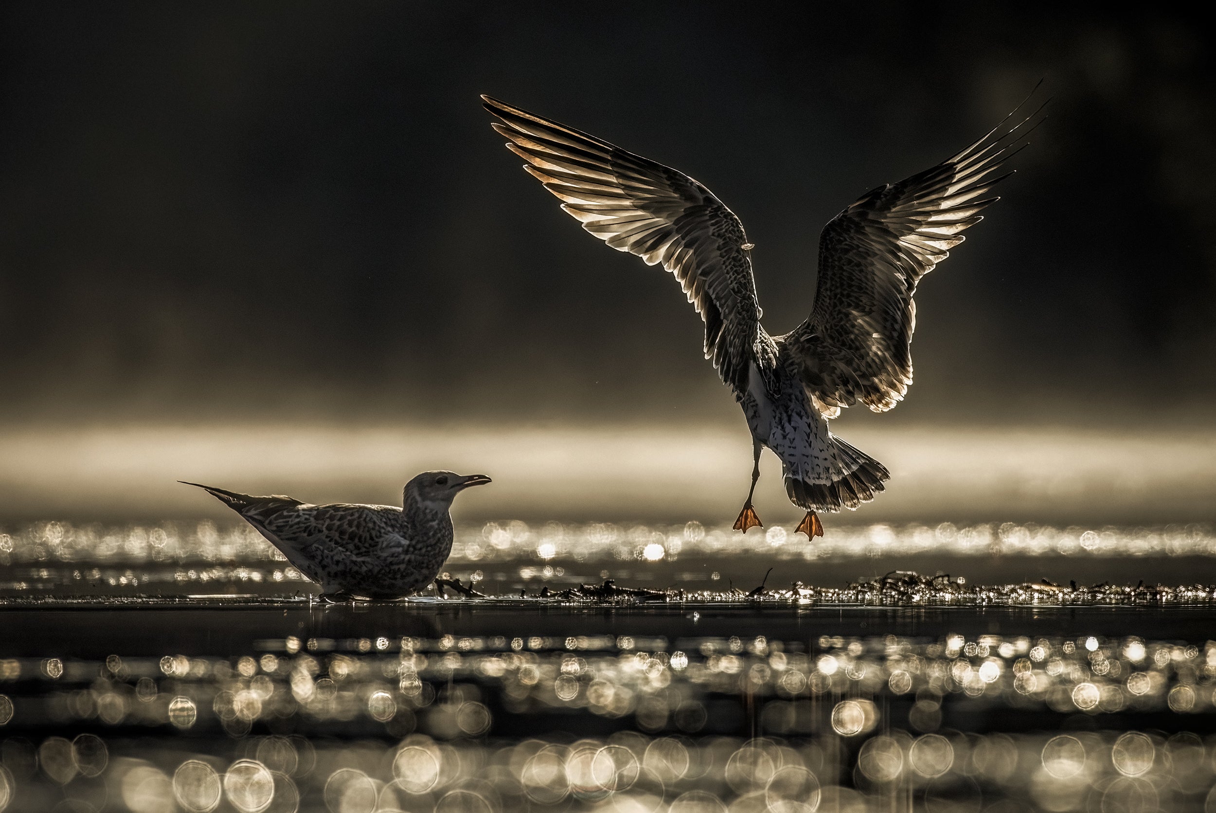 Oiseaux variés - Été 002