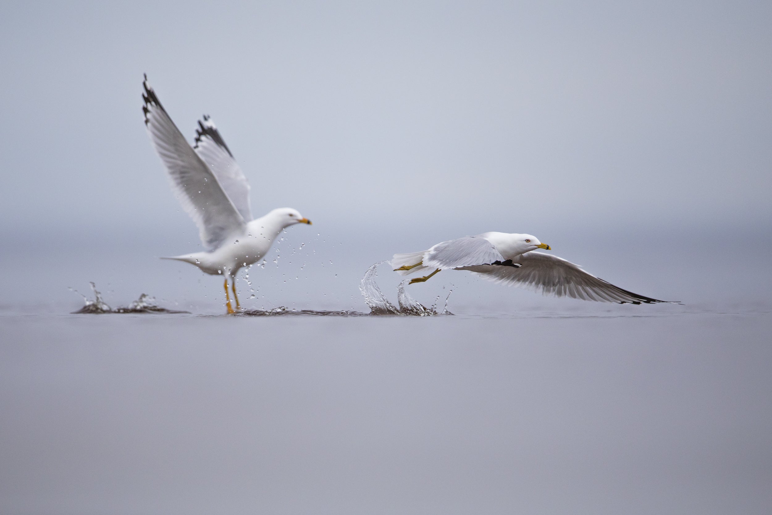 Oiseaux variés - Été 003