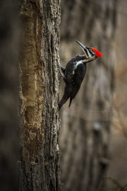 Oiseaux variés - Été 005