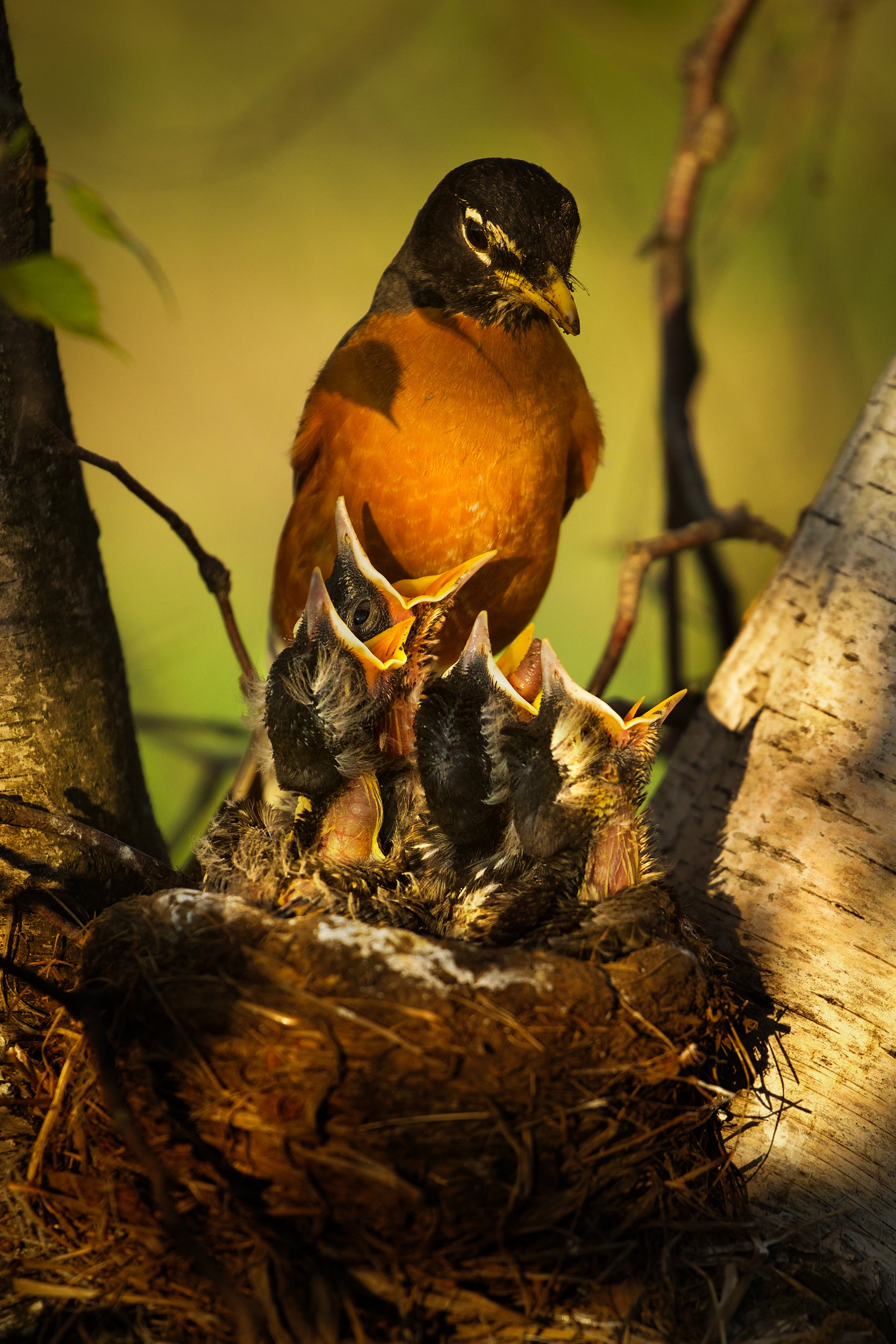Oiseaux variés - Été 010