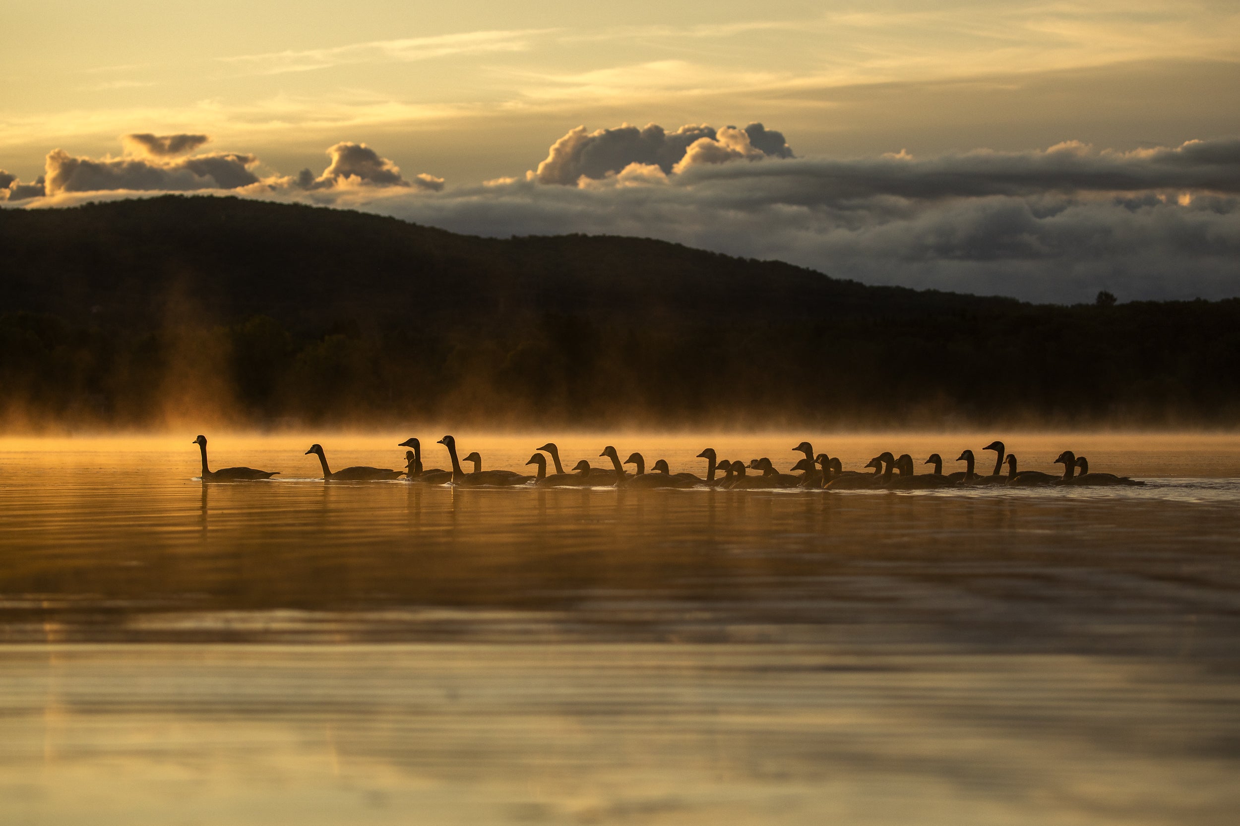 Oiseaux variés - Été 014