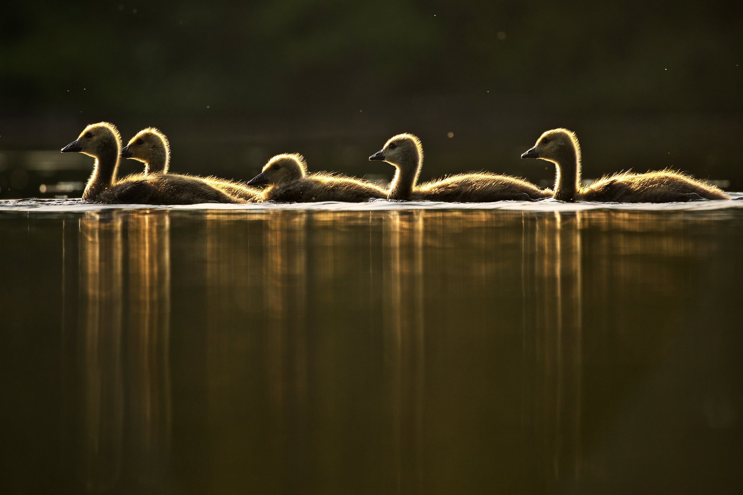 Oiseaux variés - Été 015