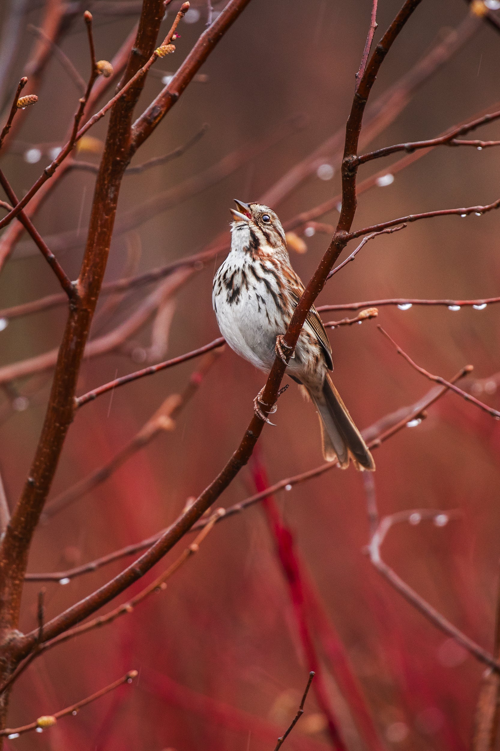Oiseaux variés - Été 021