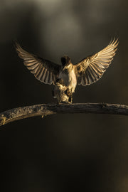 Oiseaux variés - Été 023