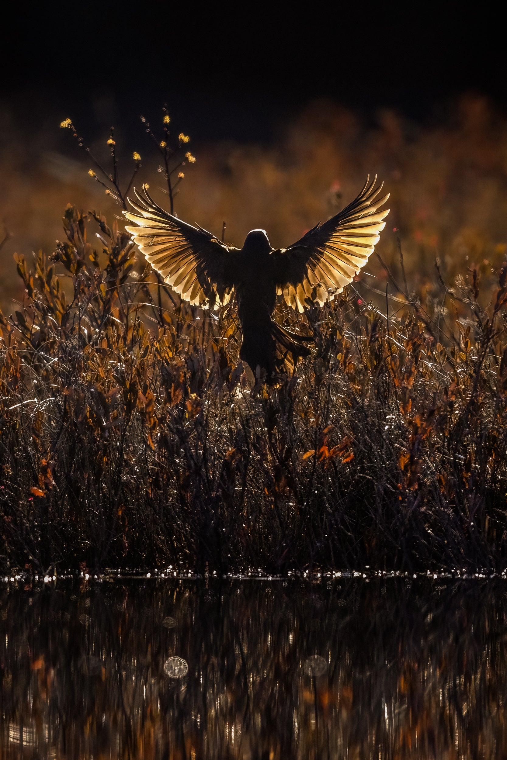 Oiseaux variés - Été 026