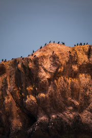 Oiseaux variés - Été 028