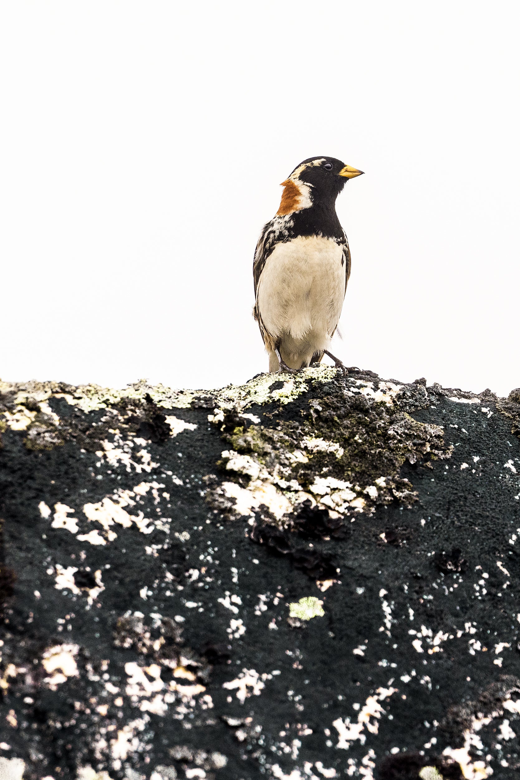 Oiseaux variés - Été 033