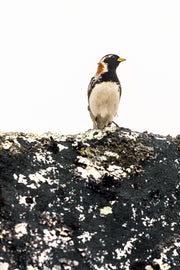 Oiseaux variés - Été 033