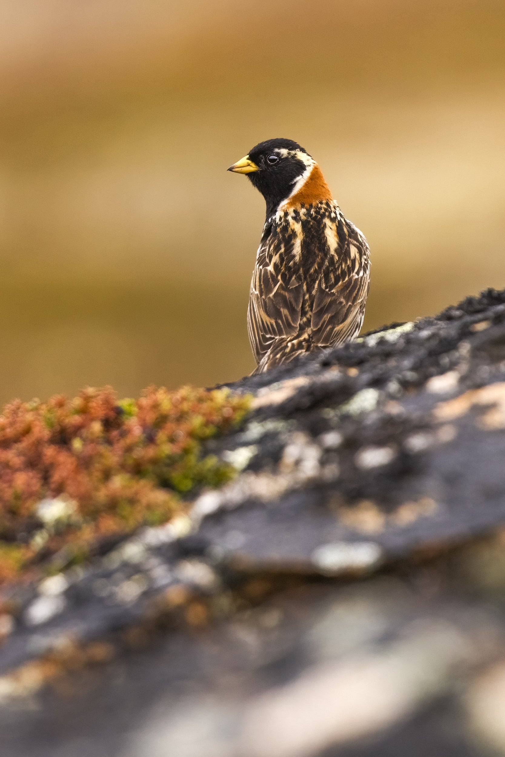 Oiseaux variés - Été 036