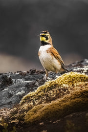 Oiseaux variés - Été 039