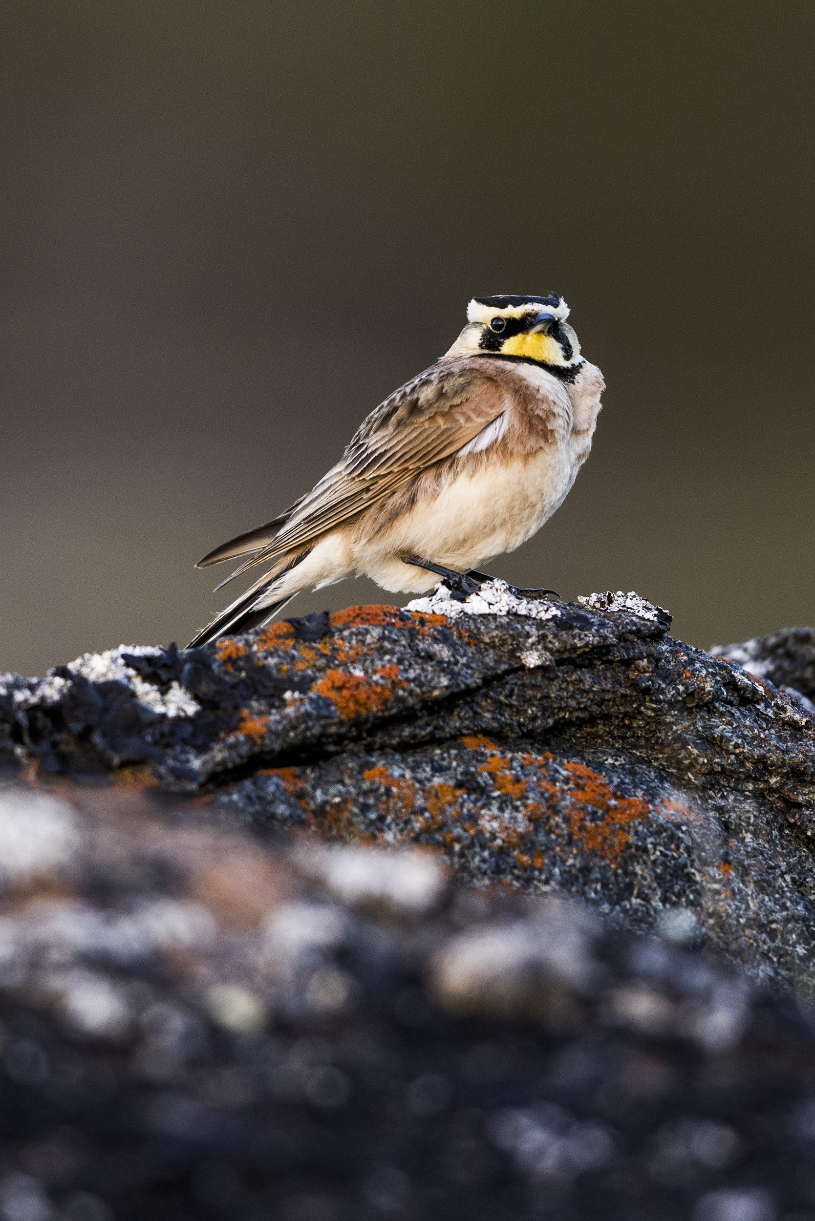 Oiseaux variés - Été 042