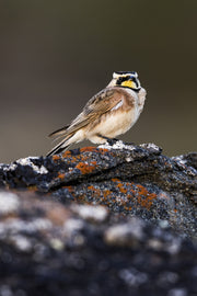 Oiseaux variés - Été 042