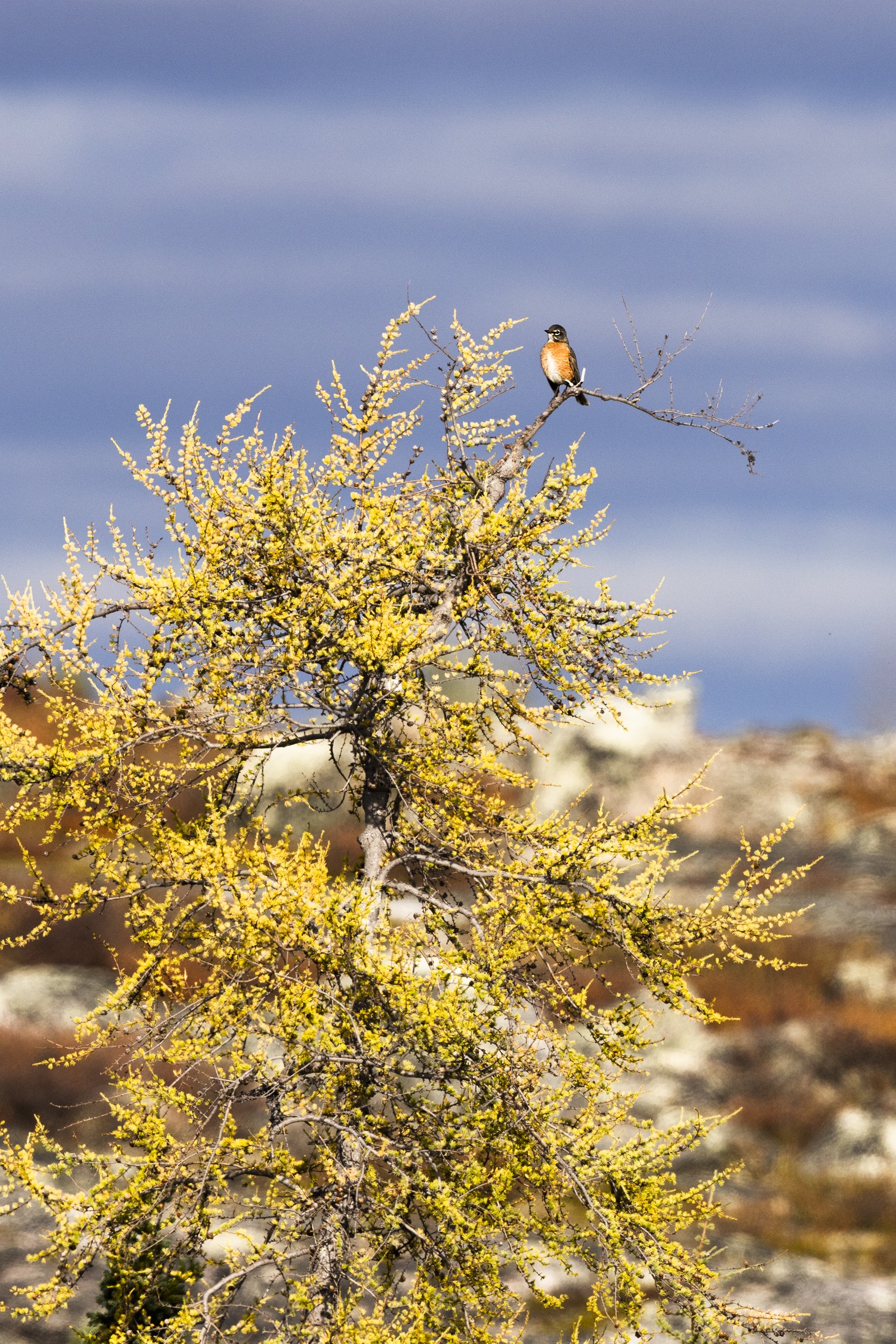 Oiseaux variés - Été 043