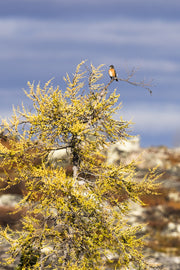 Oiseaux variés - Été 043