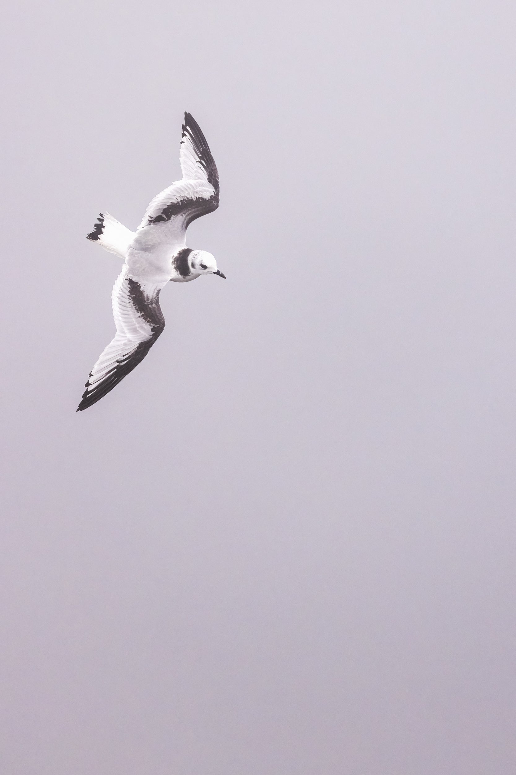 Oiseaux variés - Été 044