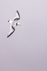 Oiseaux variés - Été 044