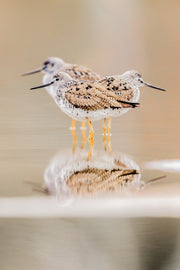 Oiseaux variés - Été 046