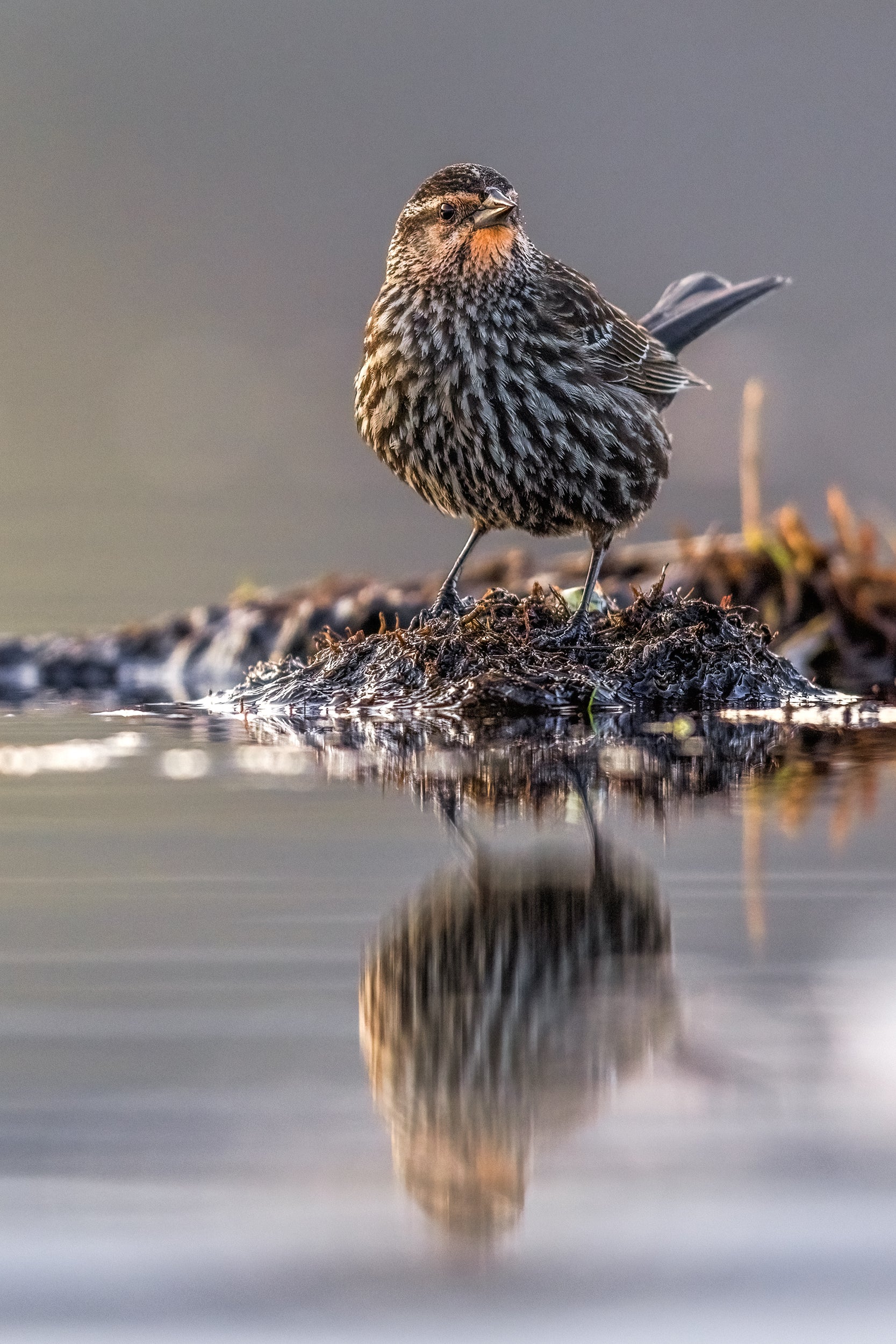 Oiseaux variés - Été 047