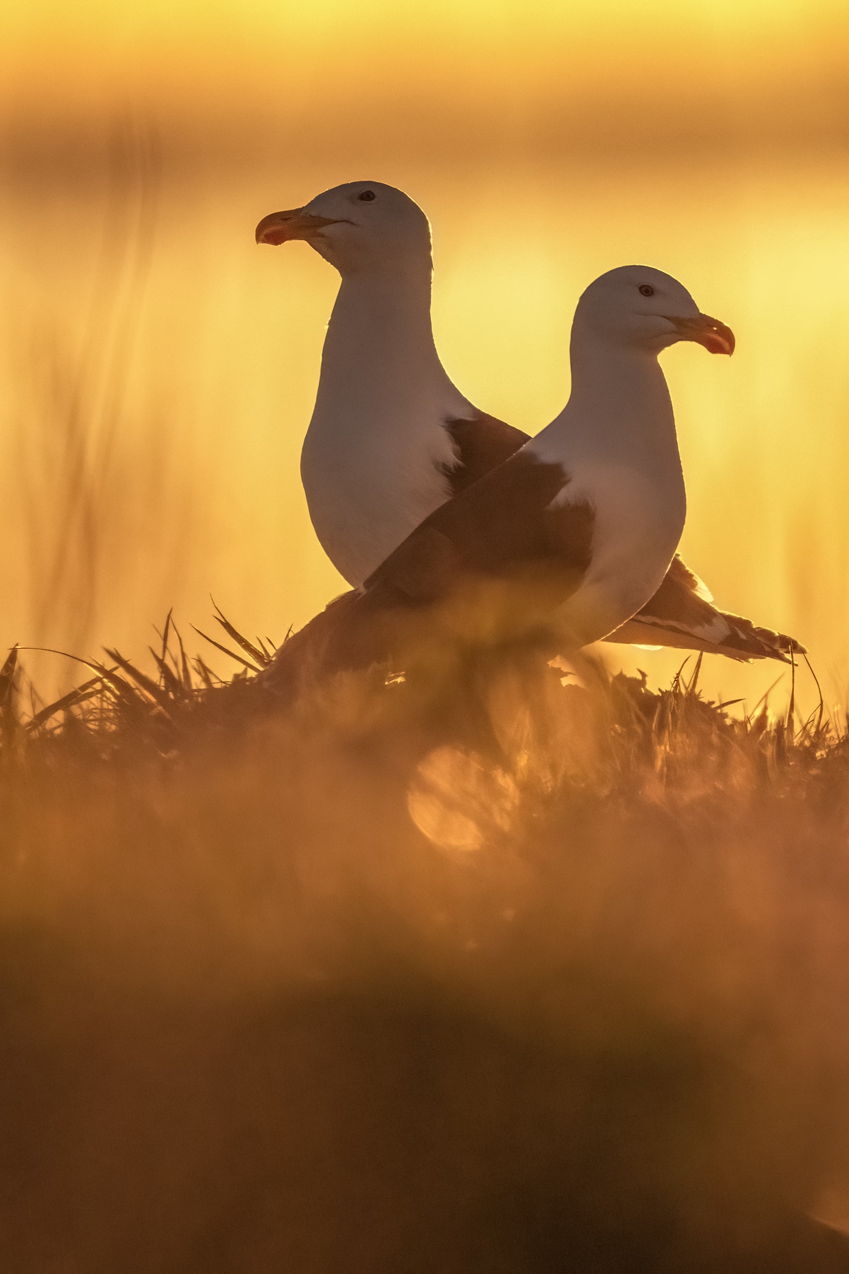 Oiseaux variés - Été 049
