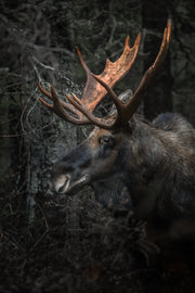 Orignal - Automne 001