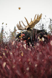 Orignal - Automne 118