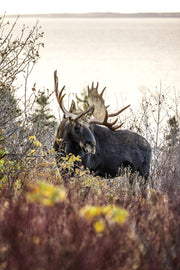 Orignal - Automne 123