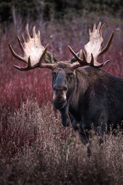 Orignal - Automne 124