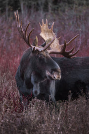 Orignal - Automne 125