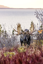 Orignal - Automne 126