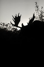 Orignal - Automne 012