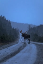 Orignal - Automne 013