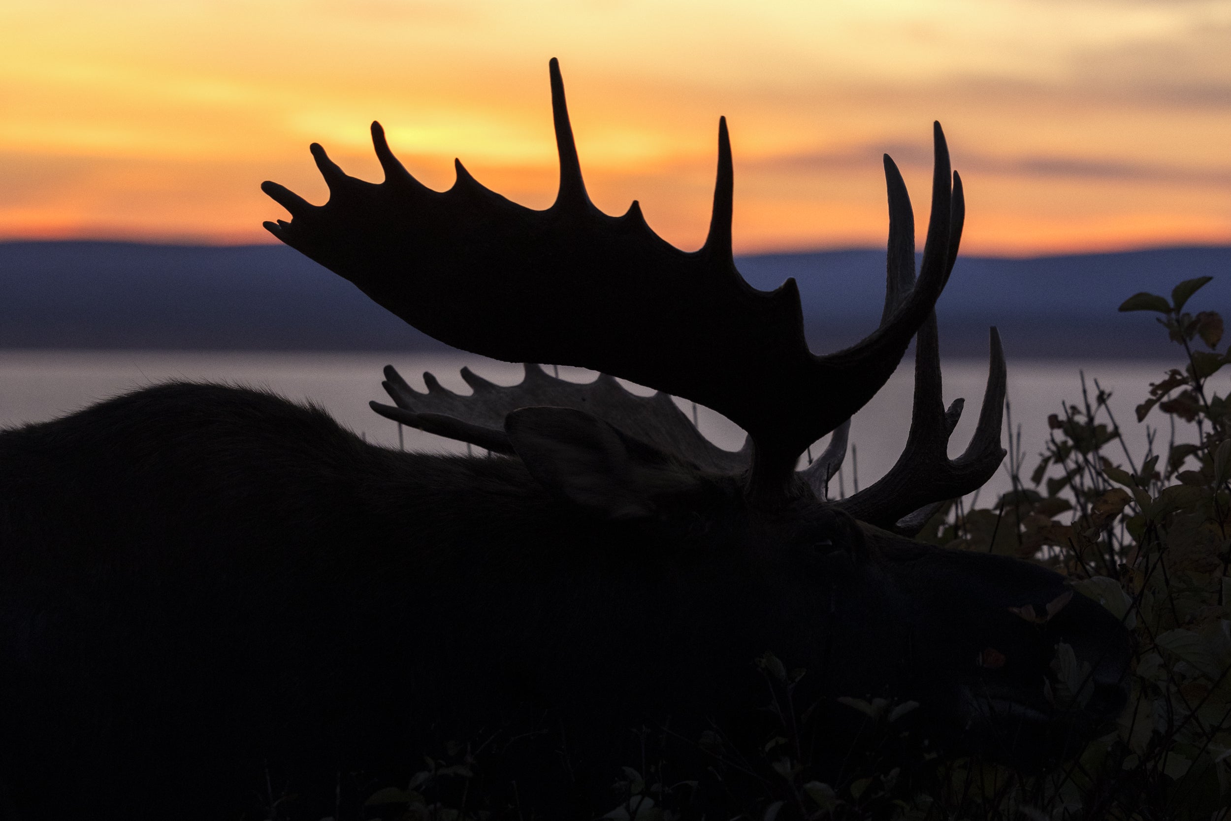 Orignal - Automne 141