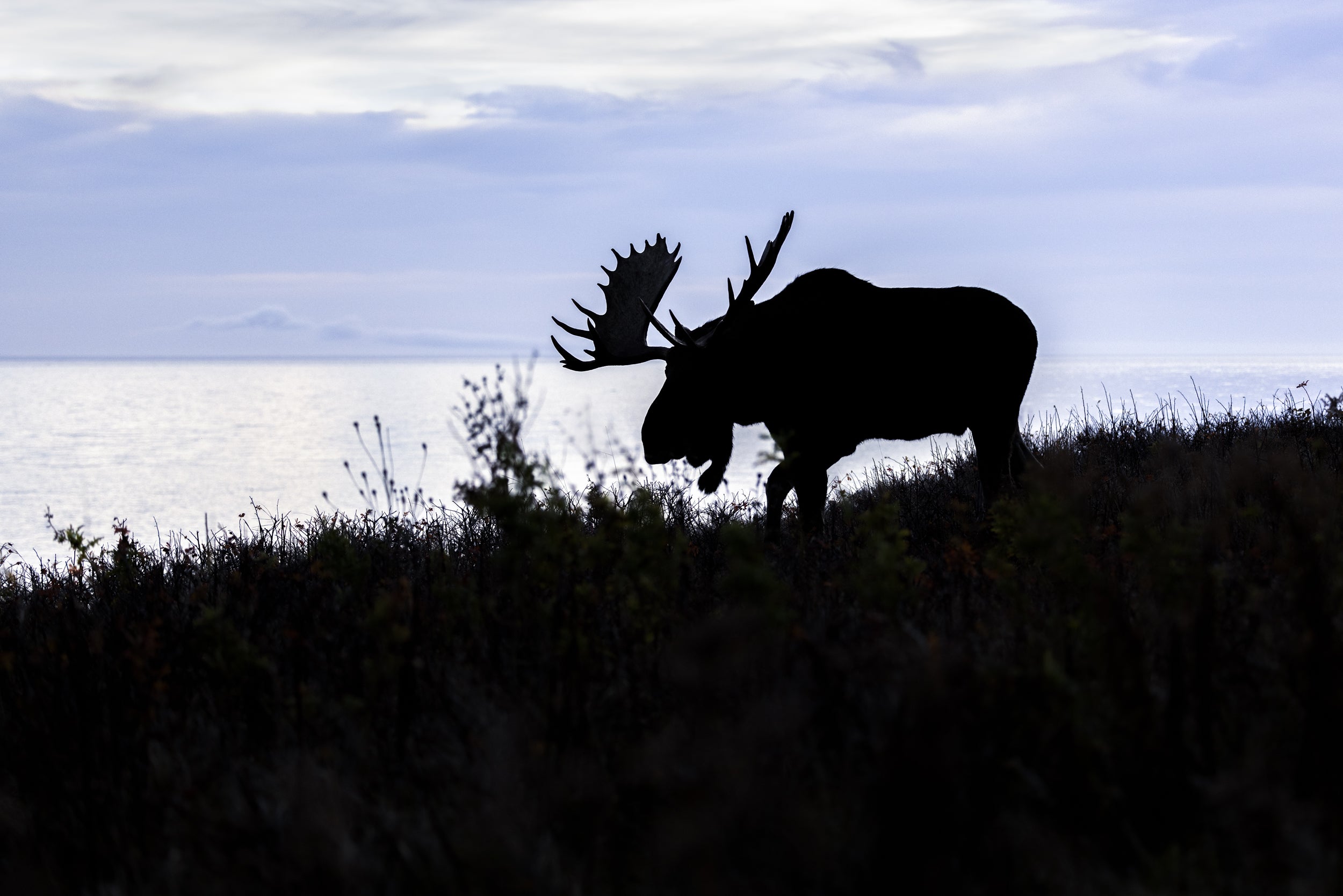 Orignal - Automne 145