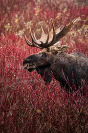 Orignal - Automne 160