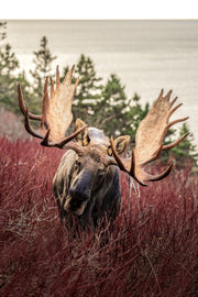 Orignal - Automne 165