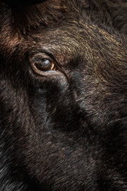 Orignal - Automne 187