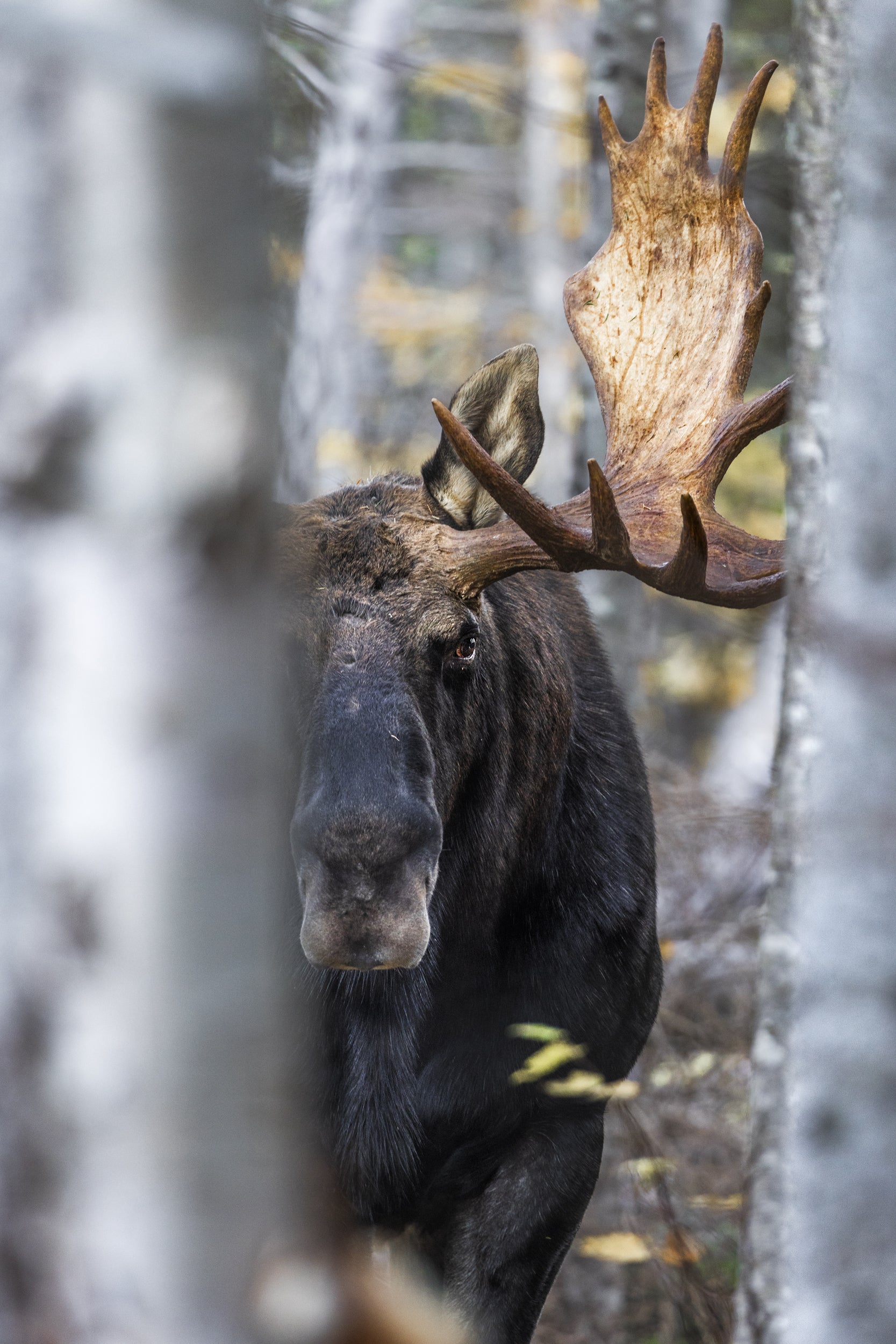 Orignal - Automne 198