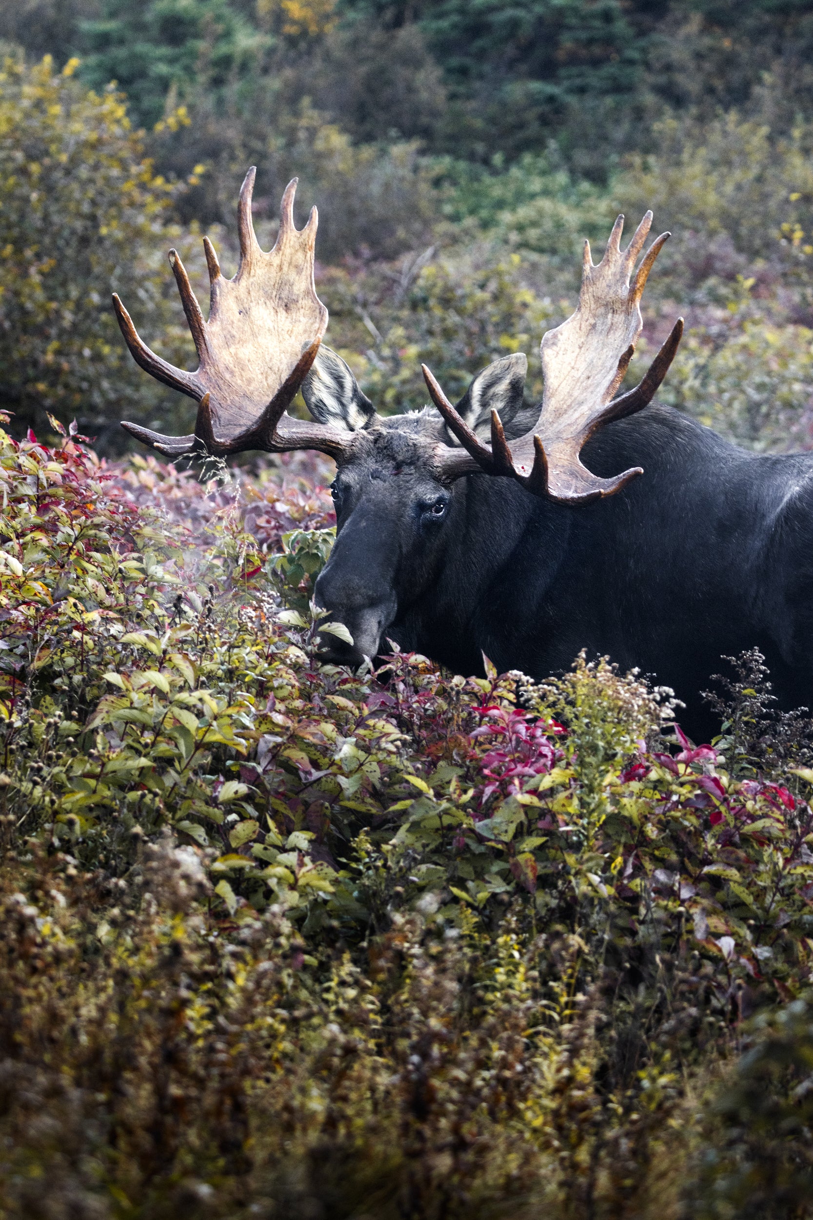 Orignal - Automne 200