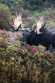 Orignal - Automne 200