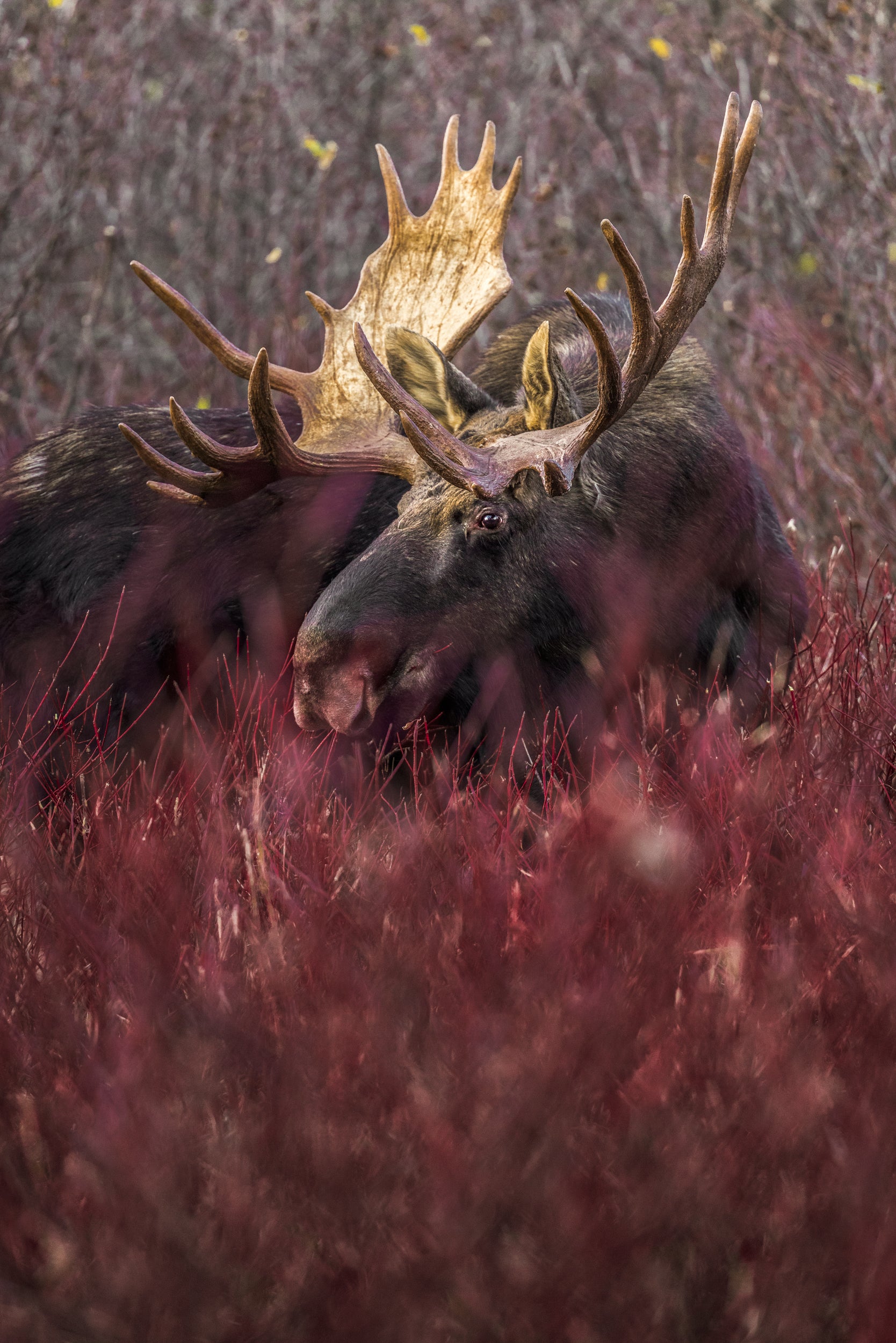 Orignal - Automne 202