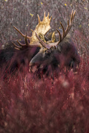 Orignal - Automne 202