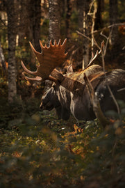 Orignal - Automne 028