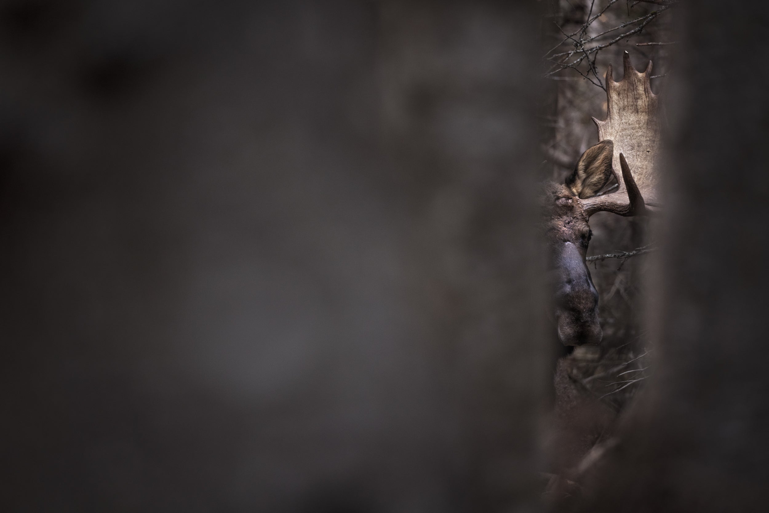 Orignal - Automne 075