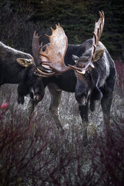 Orignal - Automne 076